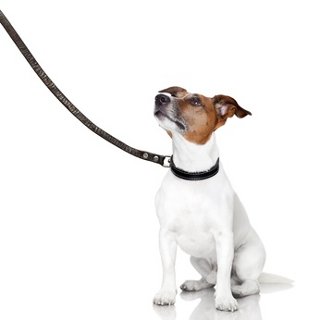 Promenage de chiens